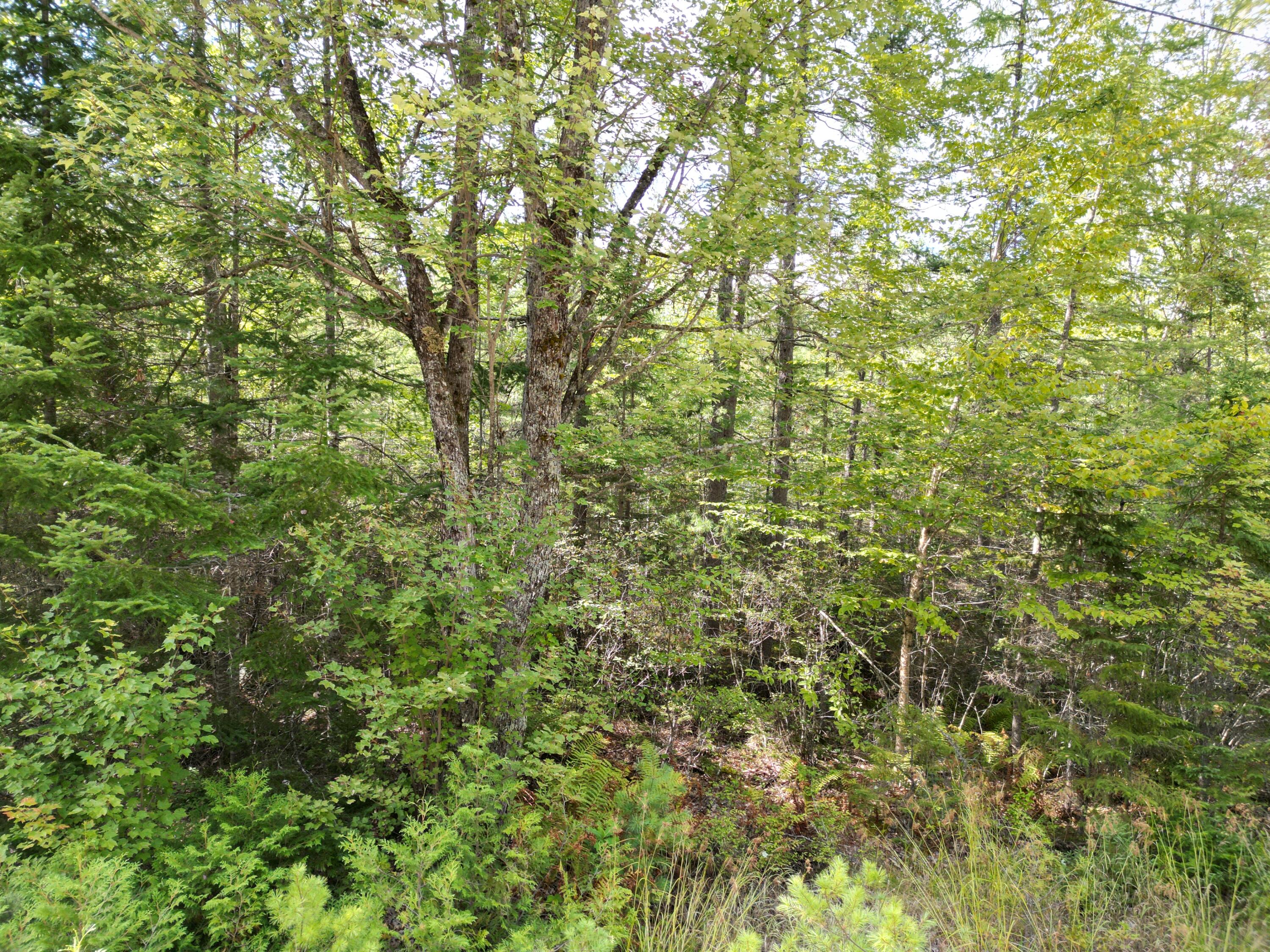 Lot 39 Seboeis Road Howland, ME 04448 - Photo 5 of 13 DJI_0963