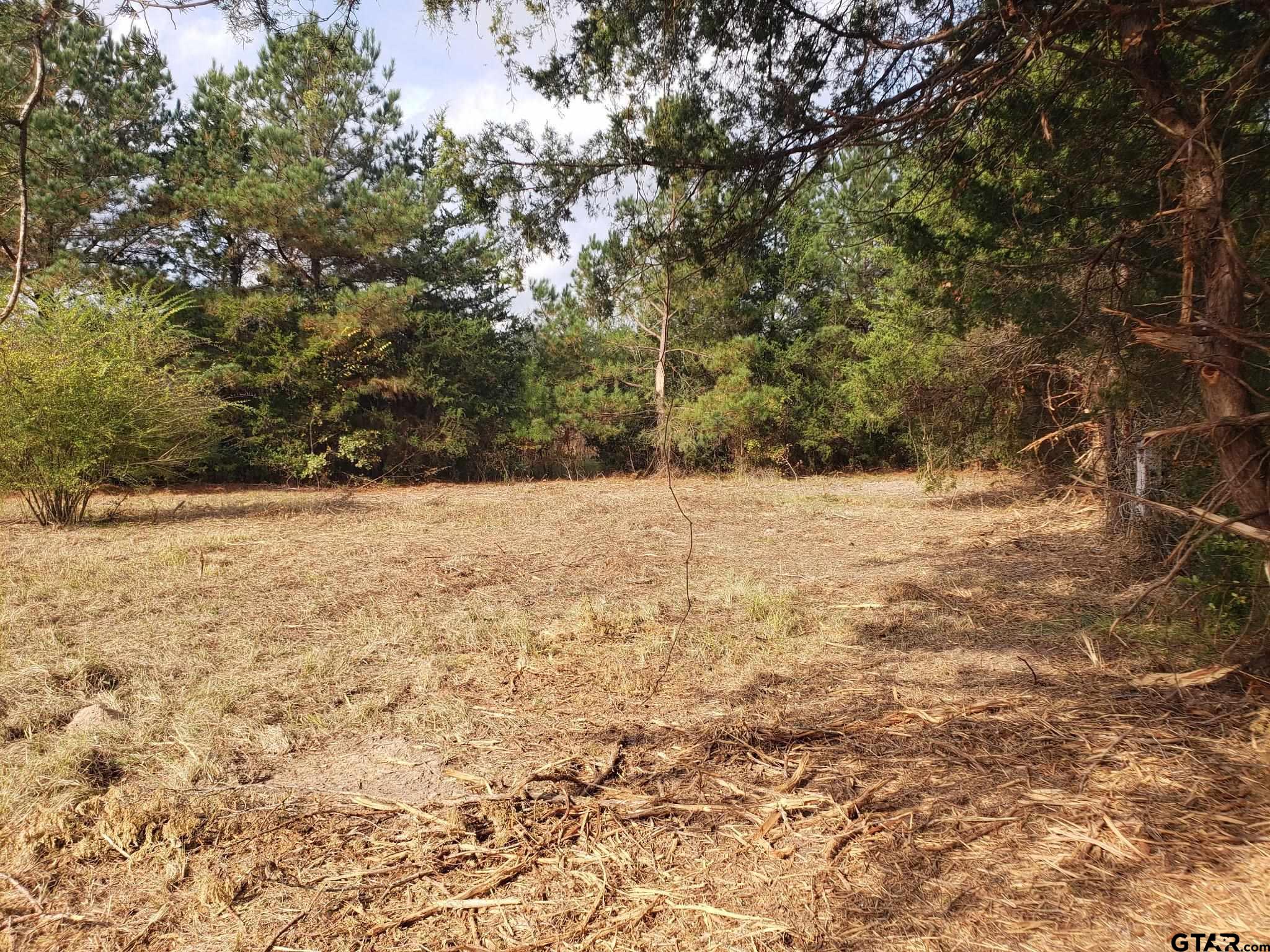 1552 10.097 Ac Long Branch Long Branch, TX 75669 - Photo 13 of 16 a view of yard