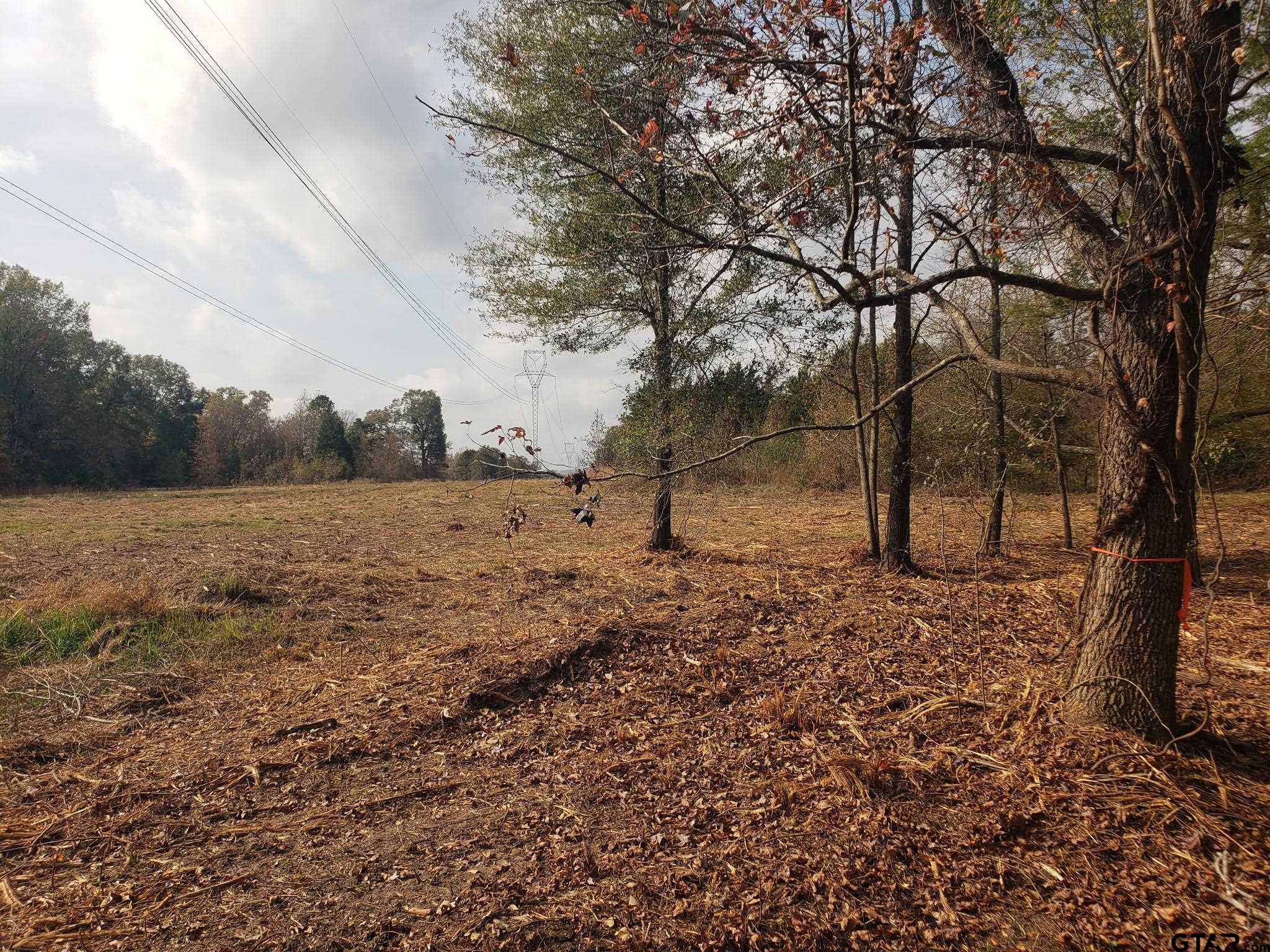 1552 10.097 Ac Long Branch Long Branch, TX 75669 - Photo 2 of 16 a view of a yard with a tree