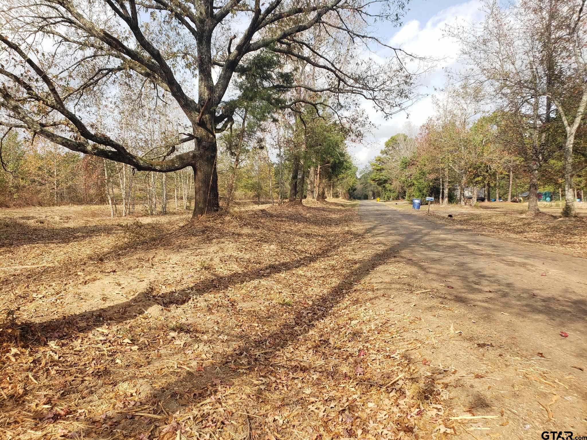 1552 10.097 Ac Long Branch Long Branch, TX 75669 - Photo 7 of 16 a view of dirt yard with a large tree