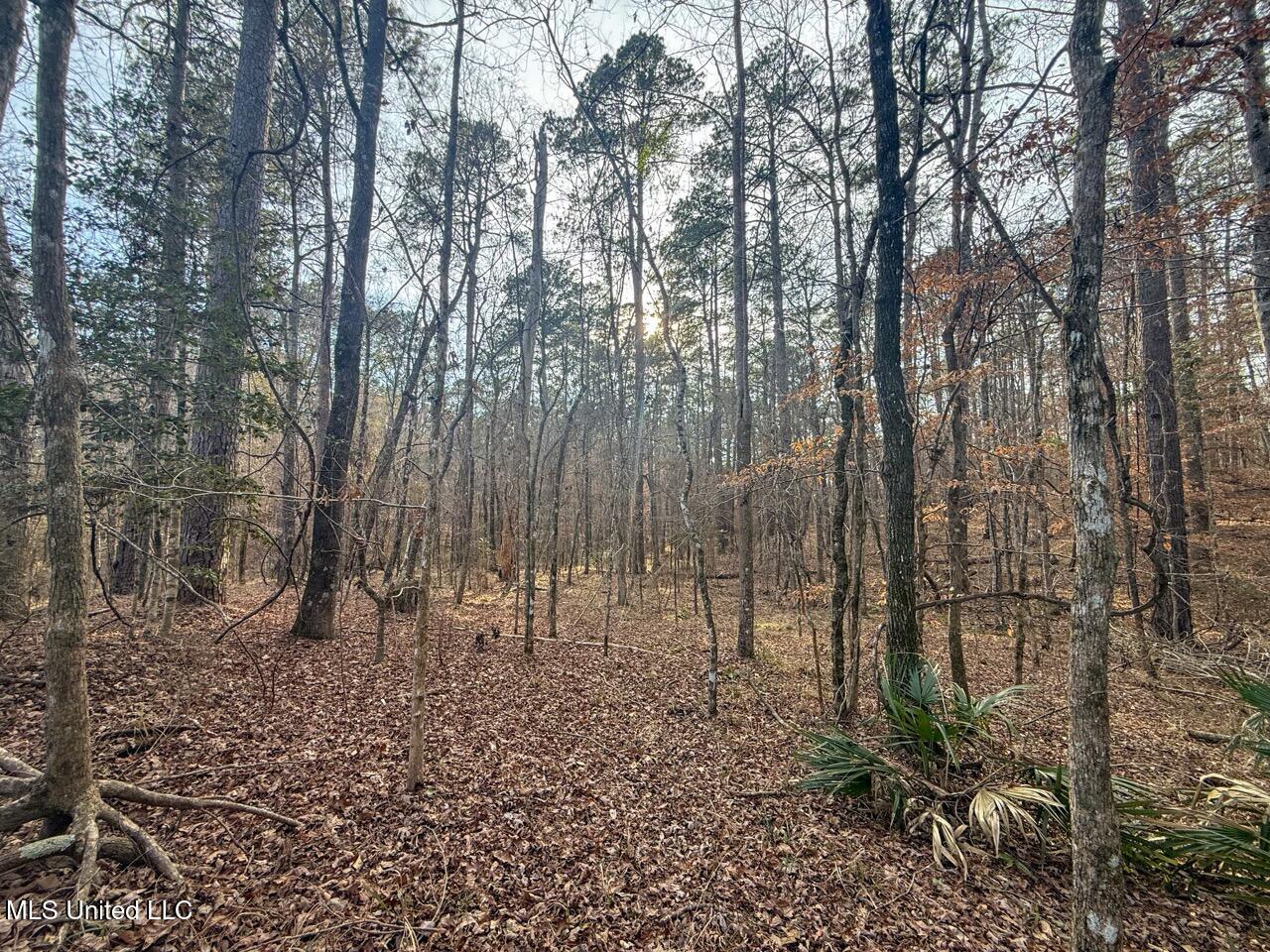 2015 Forest Road Hazlehurst, MS 39083 - Photo 46 of 49 IMG_2935 Large