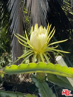 a view of a plant in a garden