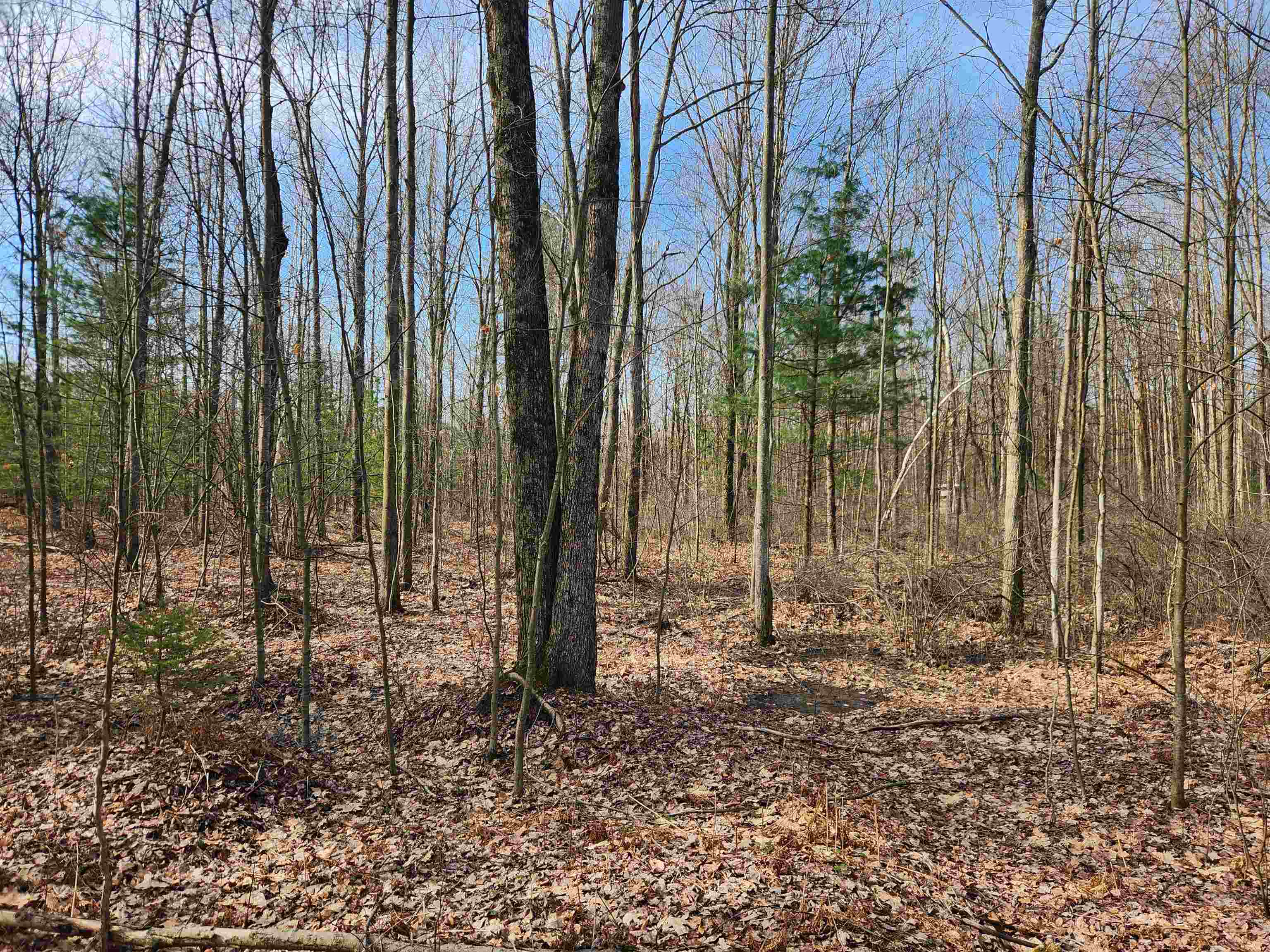 V/l West Howard Road Gladwin, MI 48624 - Photo 5 of 10