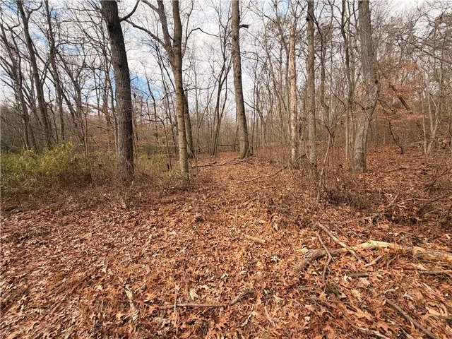a view of a forest that has large trees