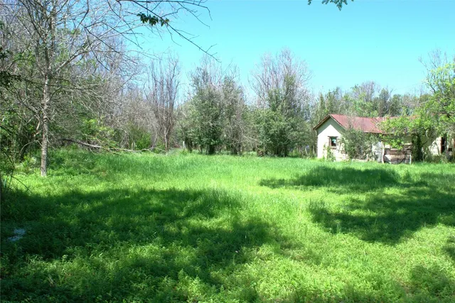 a lush green forest with lots of trees