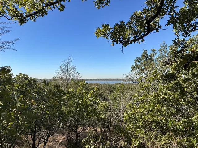 a view of a plant in a garden
