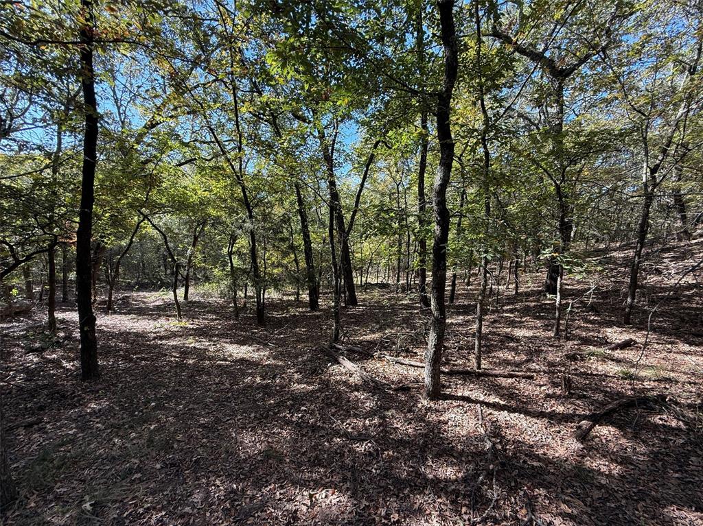 2301 Moseley Road Cross Roads, TX 76227 - Photo 12 of 14 a view of a forest with trees