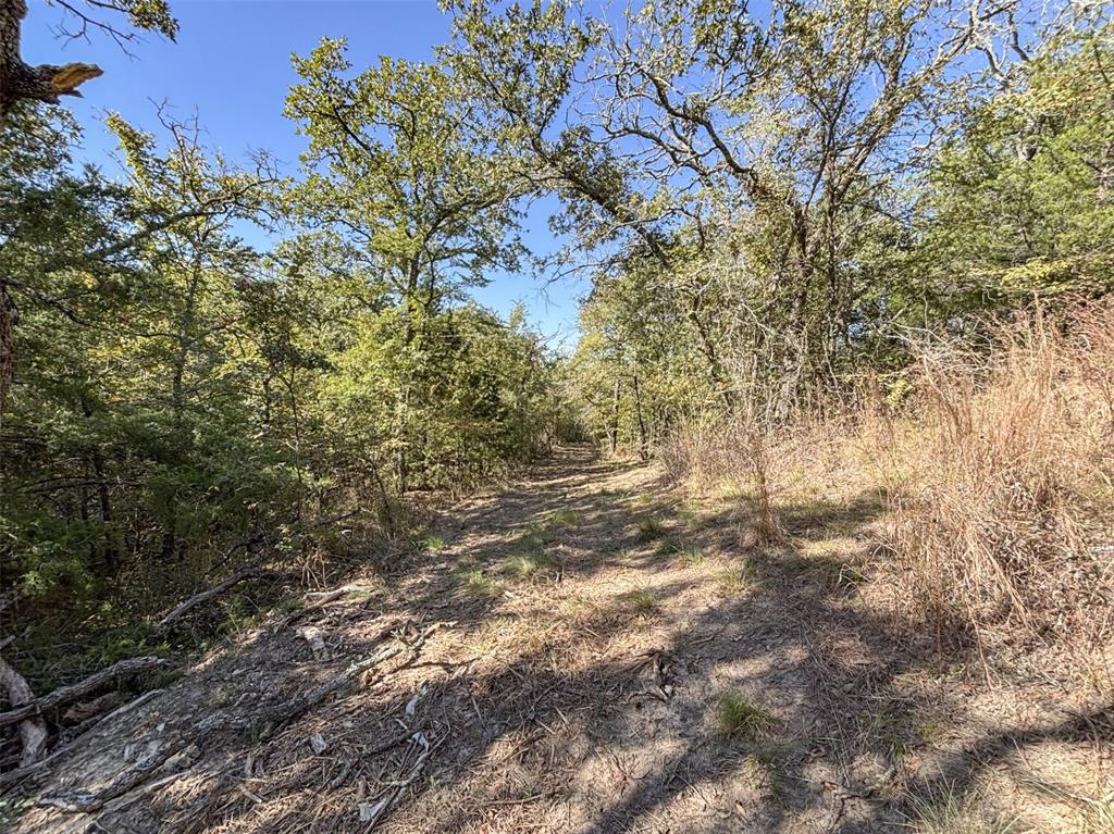 2301 Moseley Road Cross Roads, TX 76227 - Photo 13 of 14 a view of a yard with a tree