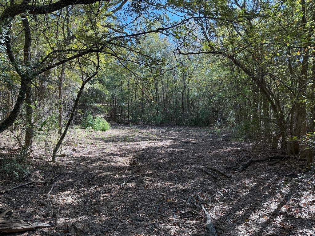 2301 Moseley Road Cross Roads, TX 76227 - Photo 7 of 14 a view of a forest with trees