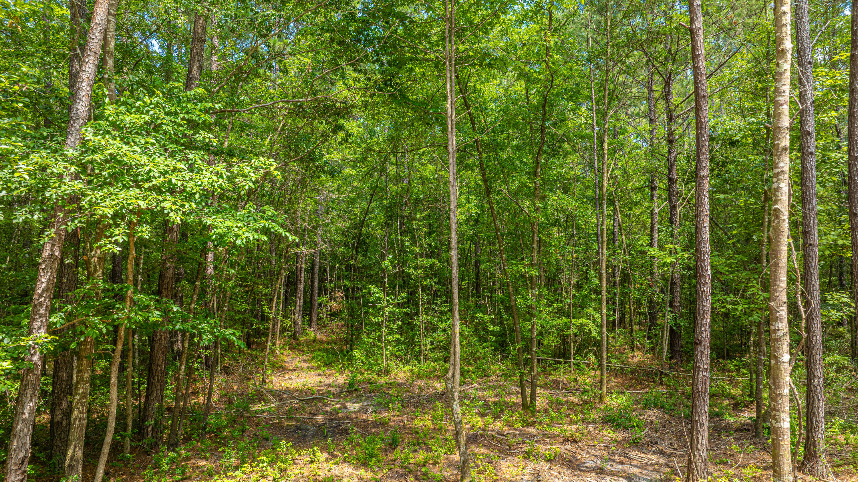 6774 Spring Grove Road Adams Run, SC 29426 - Photo 11 of 15 6774 Spring Grove