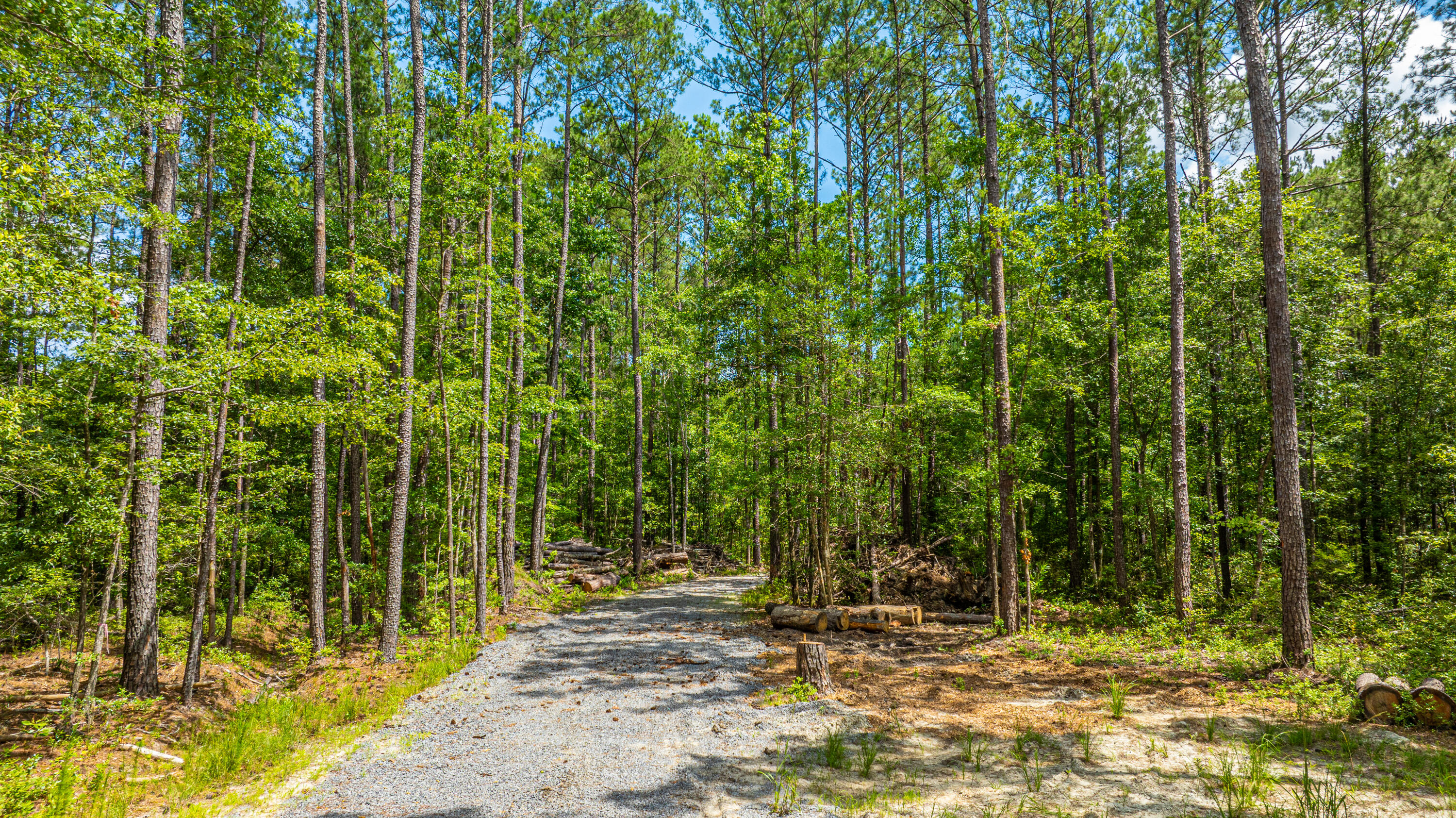 6774 Spring Grove Road Adams Run, SC 29426 - Photo 3 of 15 Gravel Road to Property