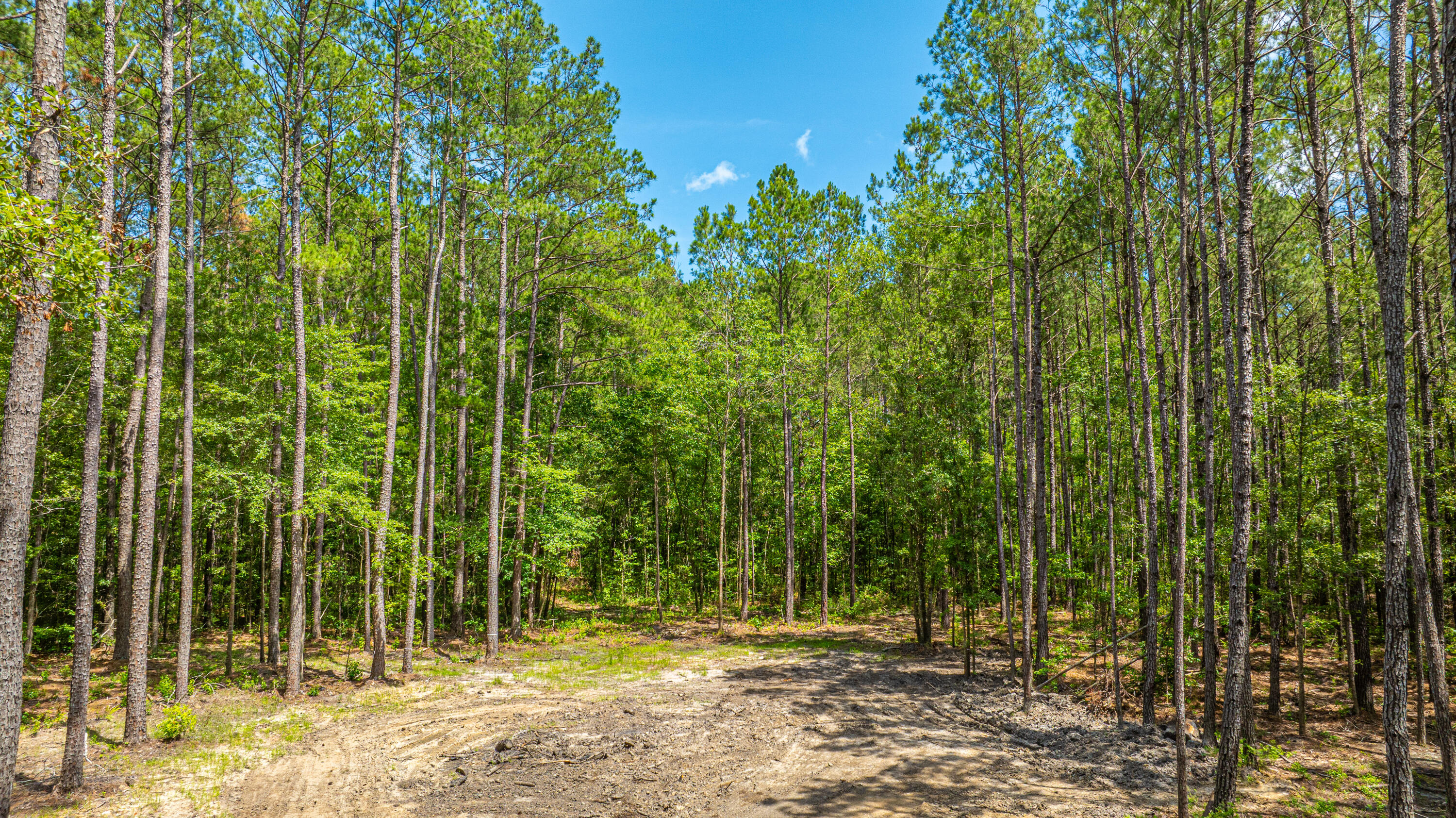 6774 Spring Grove Road Adams Run, SC 29426 - Photo 4 of 15 Cleared Area for Homesite
