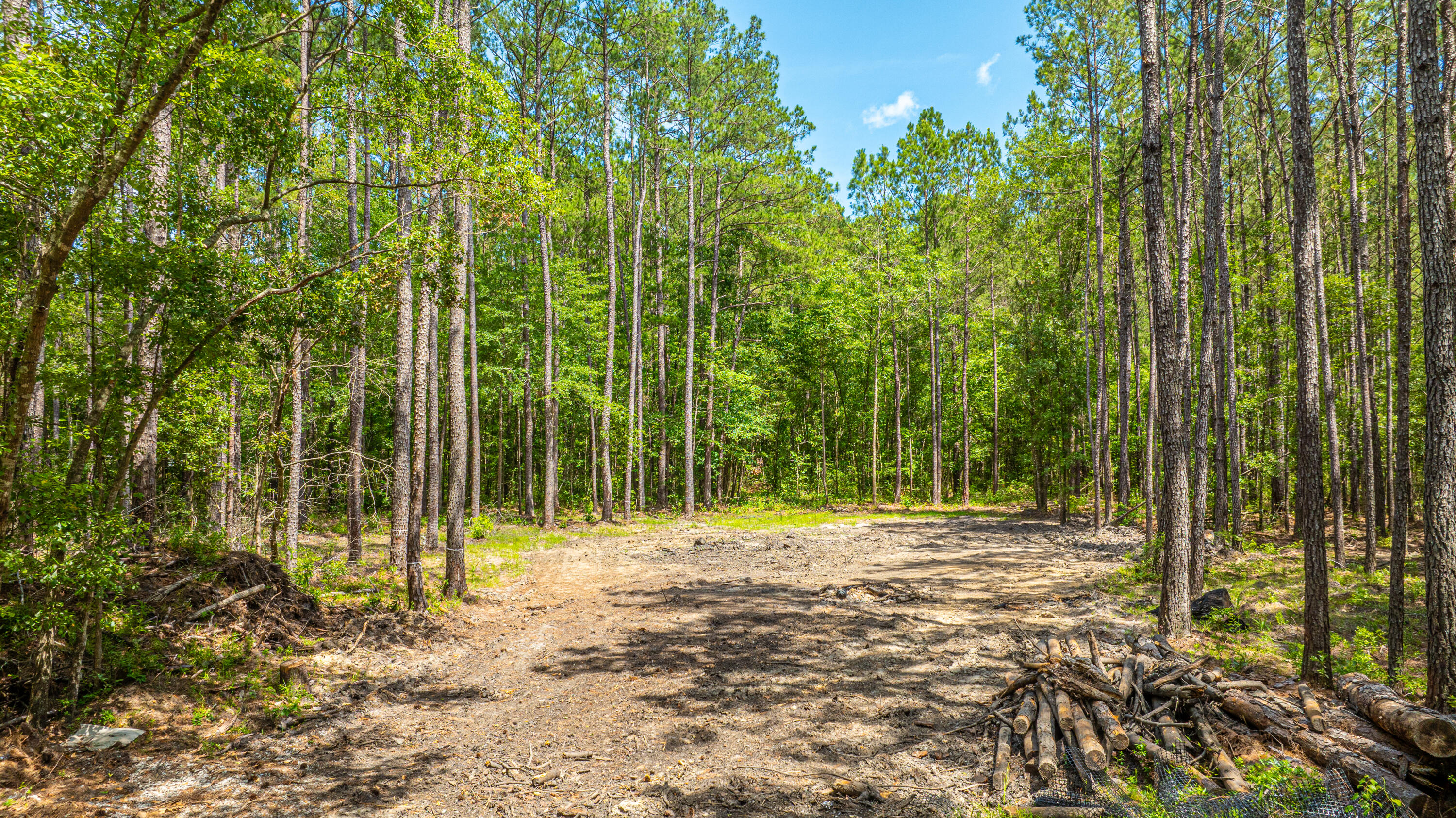 6774 Spring Grove Road Adams Run, SC 29426 - Photo 5 of 15 Cleared Area for Homesite