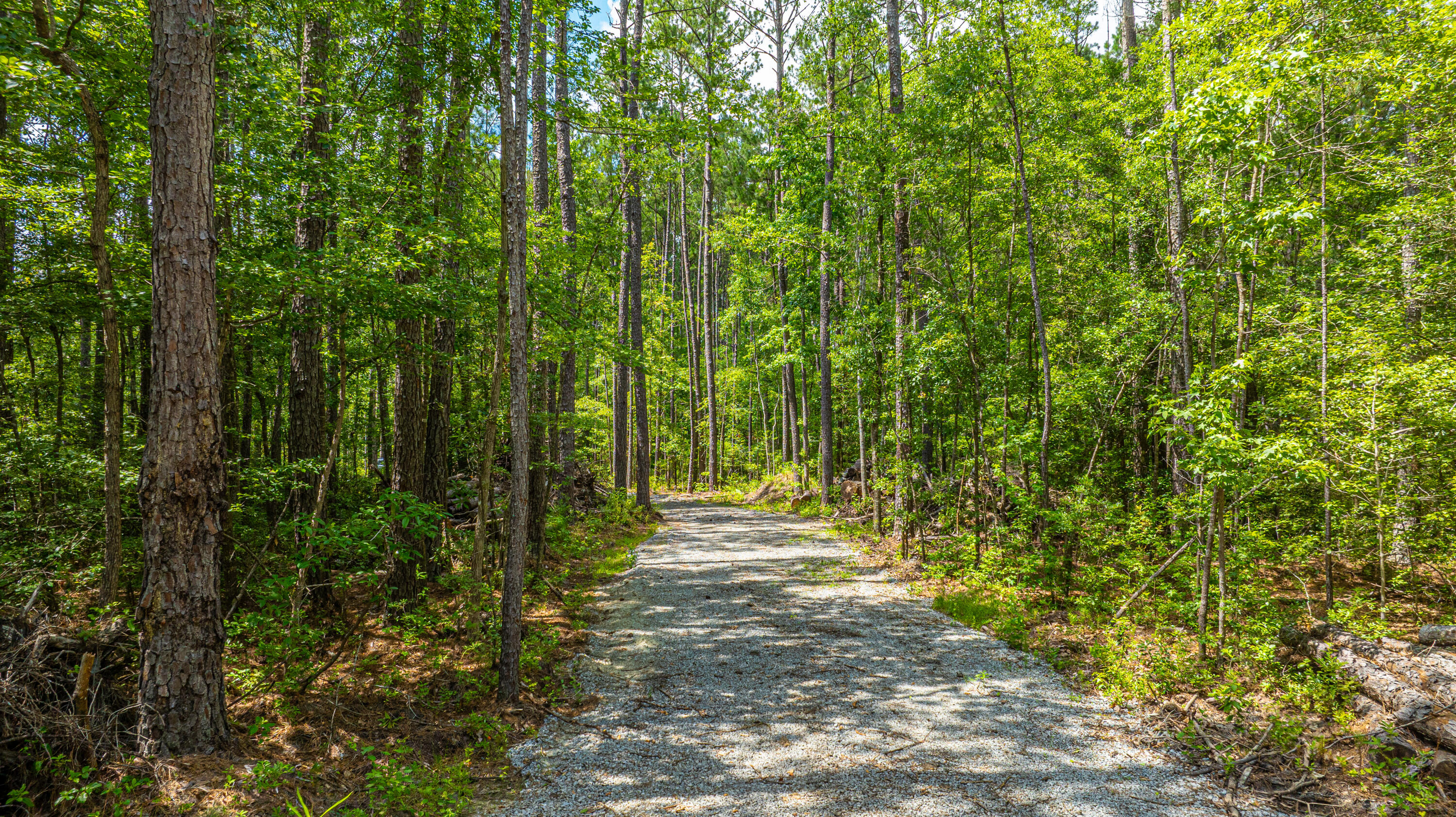 6774 Spring Grove Road Adams Run, SC 29426 - Photo 6 of 15 Gravel Road to Cleared aera