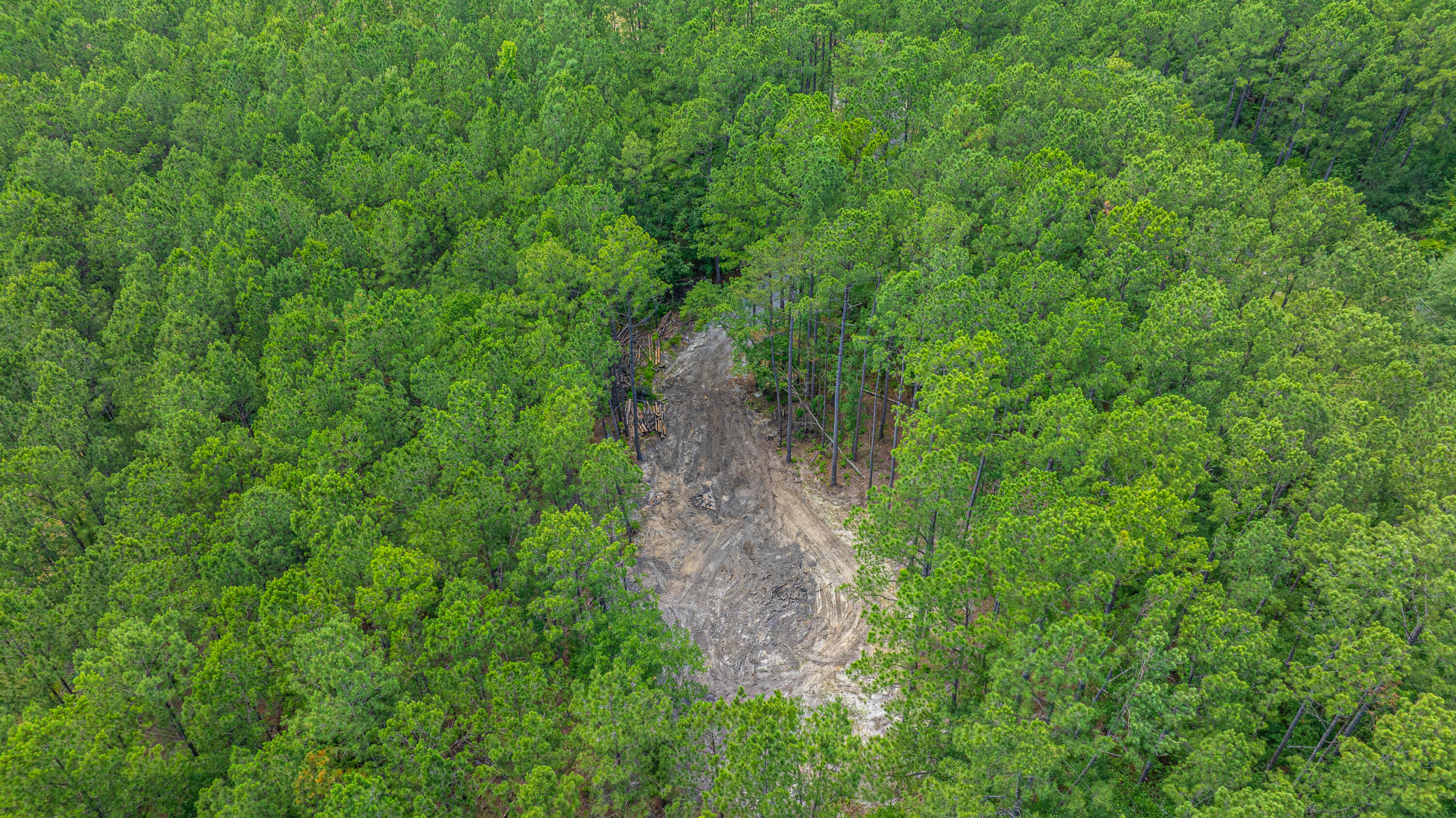 6774 Spring Grove Road Adams Run, SC 29426 - Photo 7 of 15 Area cleared for Homesite