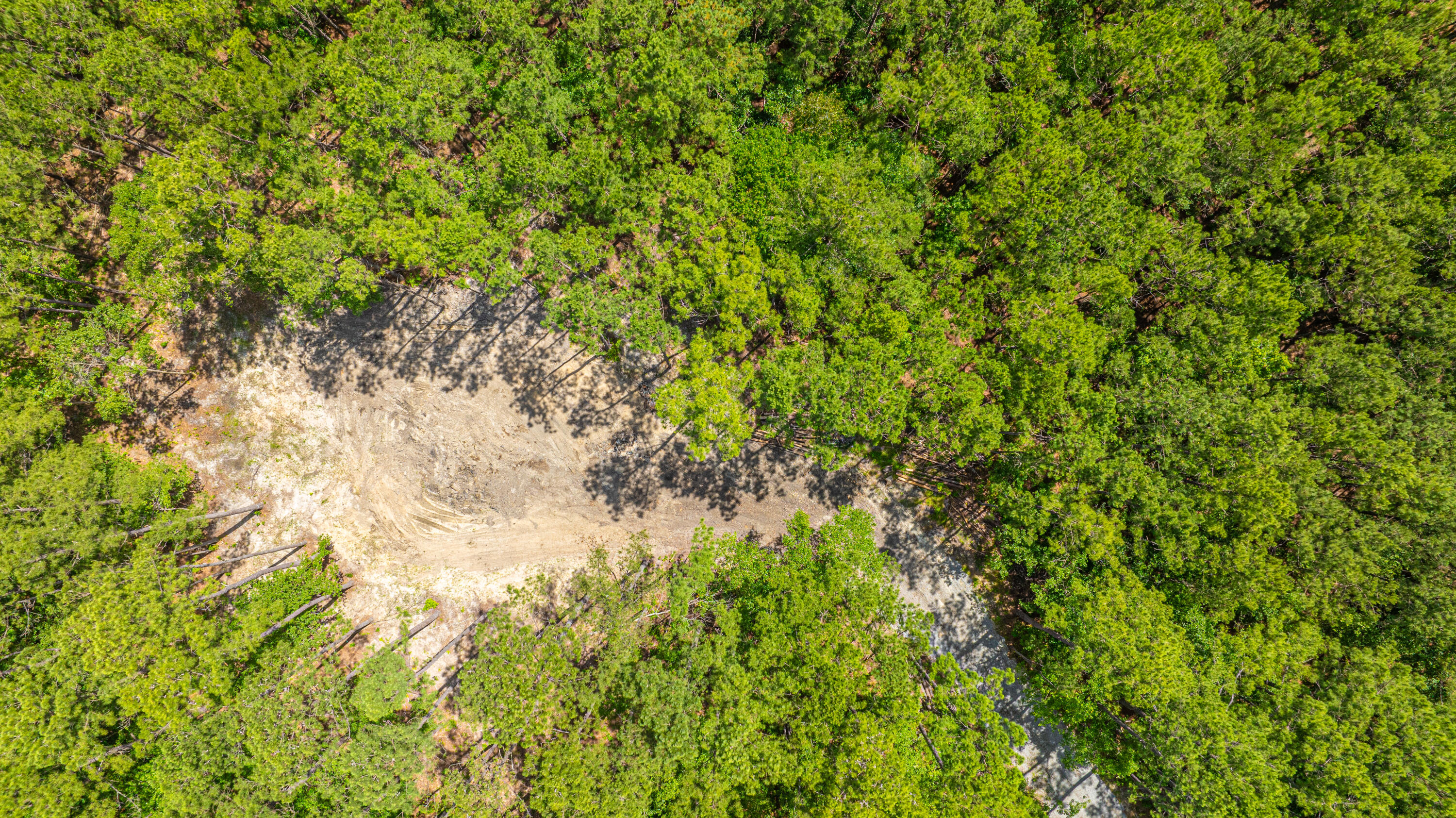 6774 Spring Grove Road Adams Run, SC 29426 - Photo 9 of 15 Cleared Area for Homesite