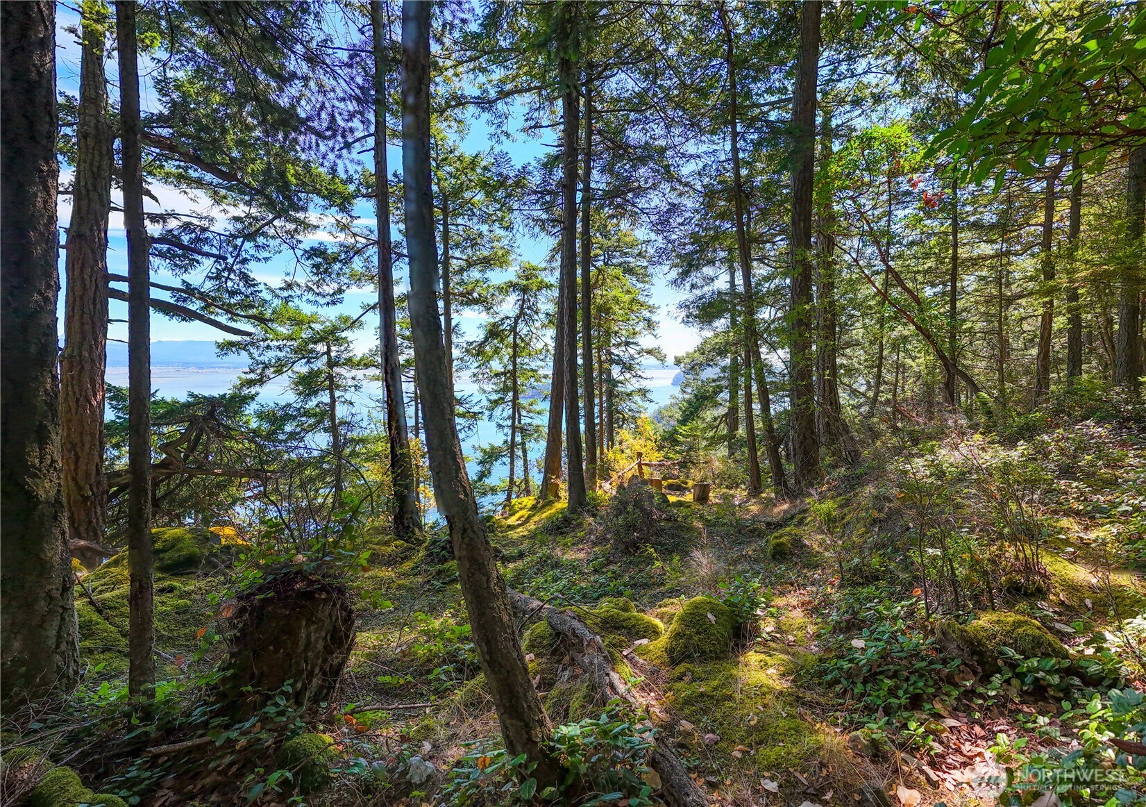 7121 Island View Drive Anacortes, WA 98221 - Photo 4 of 12 a view of forest