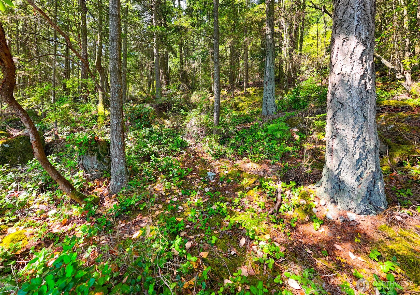 7121 Island View Drive Anacortes, WA 98221 - Photo 6 of 12 a backyard of a house with lots of green space