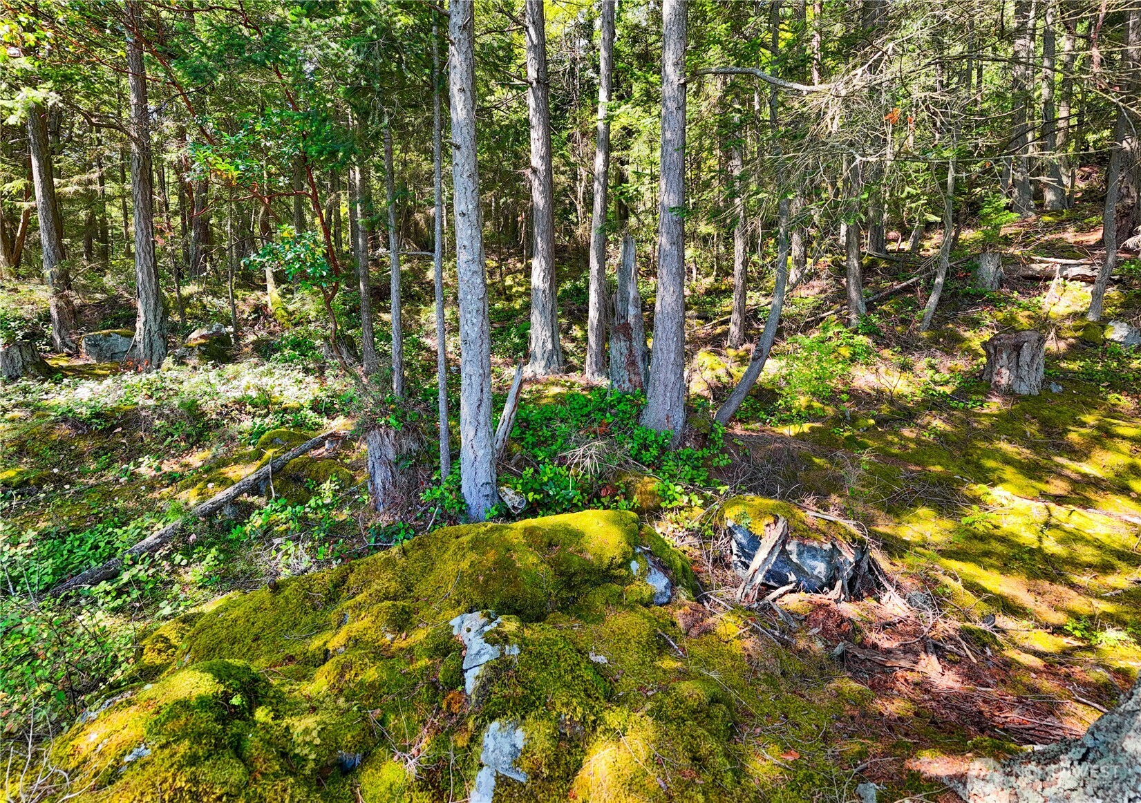 7121 Island View Drive Anacortes, WA 98221 - Photo 8 of 12 a view of yard with green space
