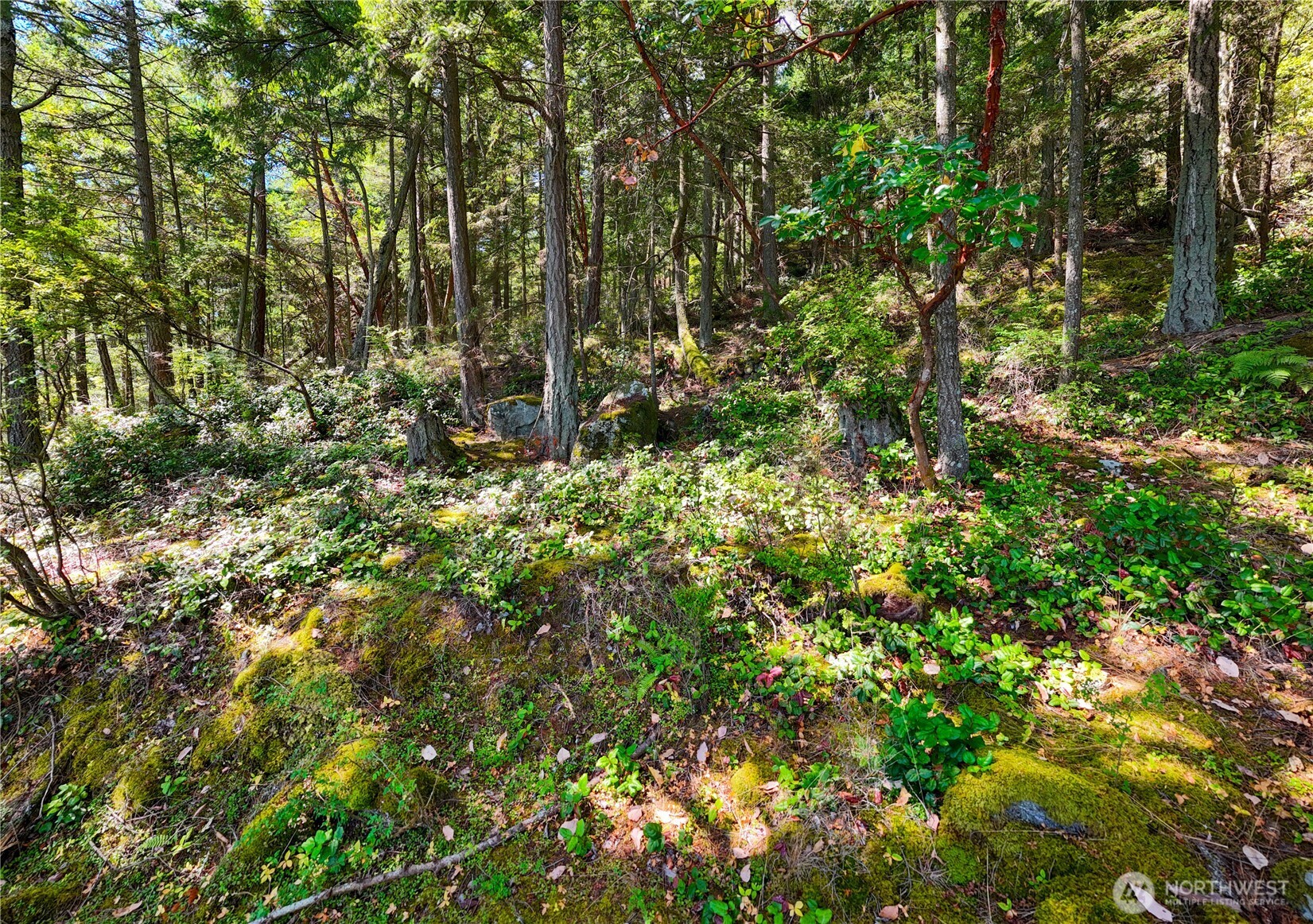 7121 Island View Drive Anacortes, WA 98221 - Photo 9 of 12 a view of a lush green forest