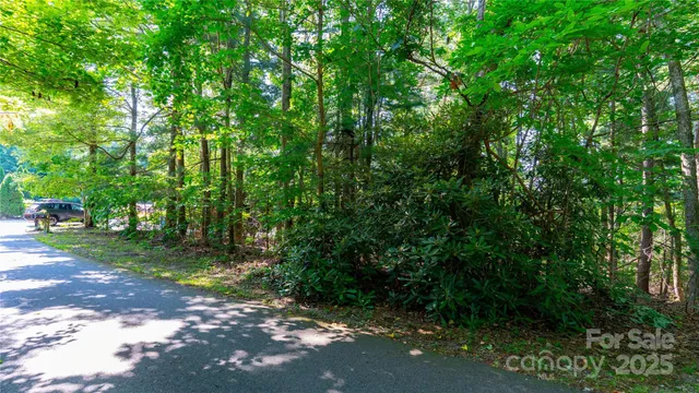 a view of a forest with trees