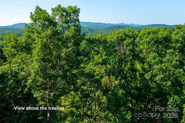 a view of a forest with trees in the background