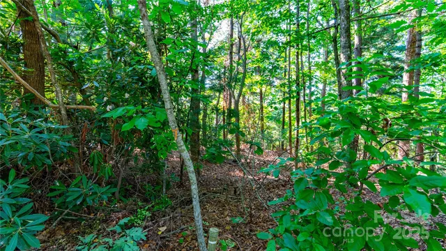 a view of a plant in a garden