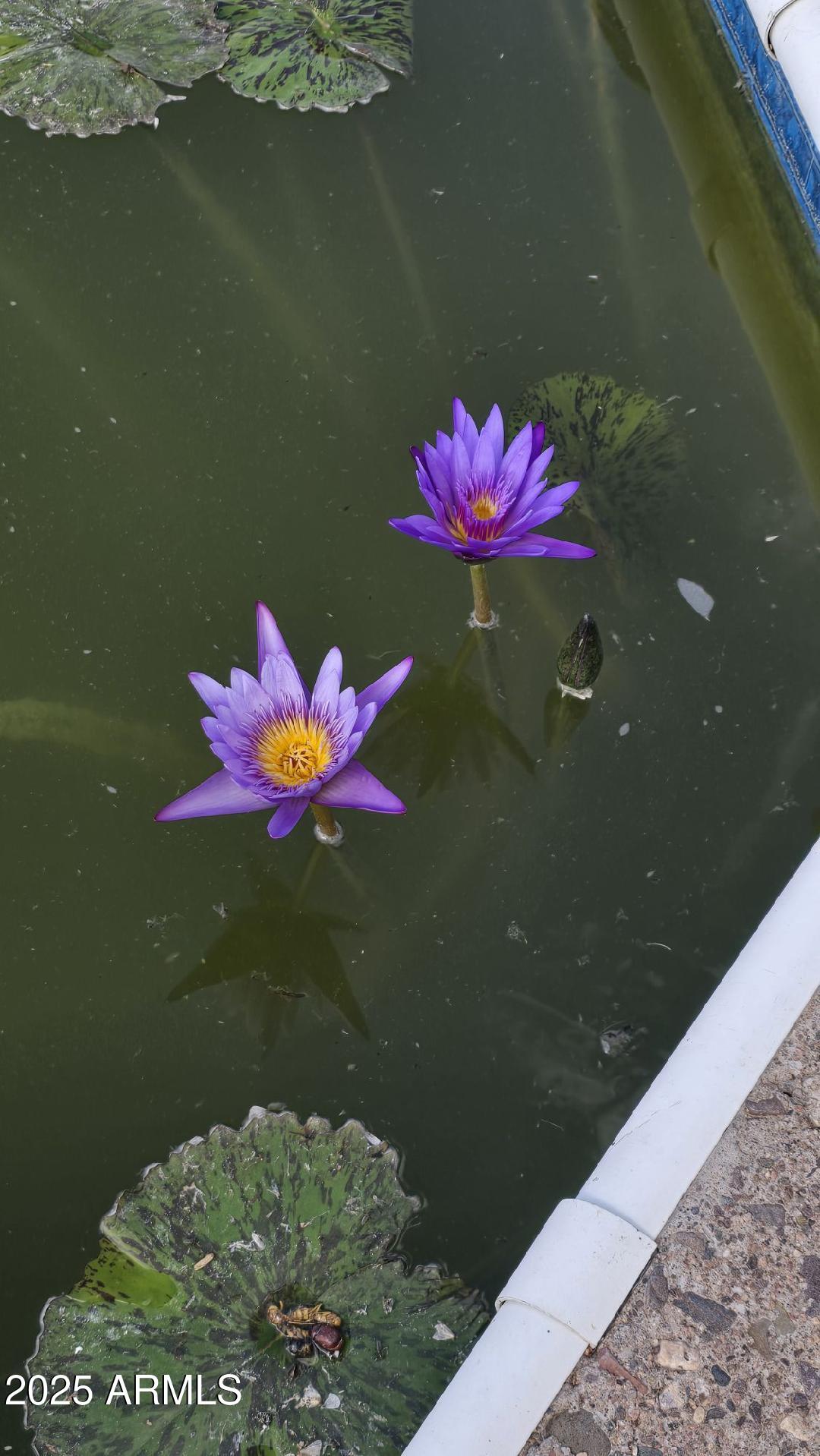 873 Deercreek Drive Payson, AZ 85541 - Photo 14 of 26 Pond Flower 3