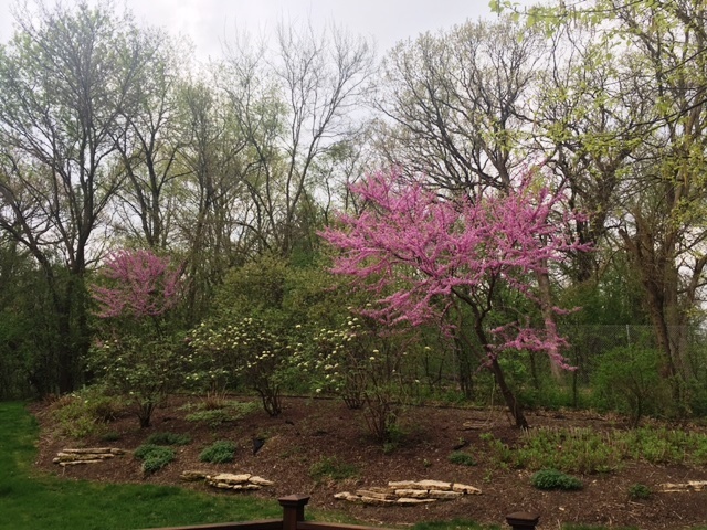 37W571 Grey Barn Road St. Charles, IL 60175 - Photo 29 of 31 a backyard of a house with lots of green space