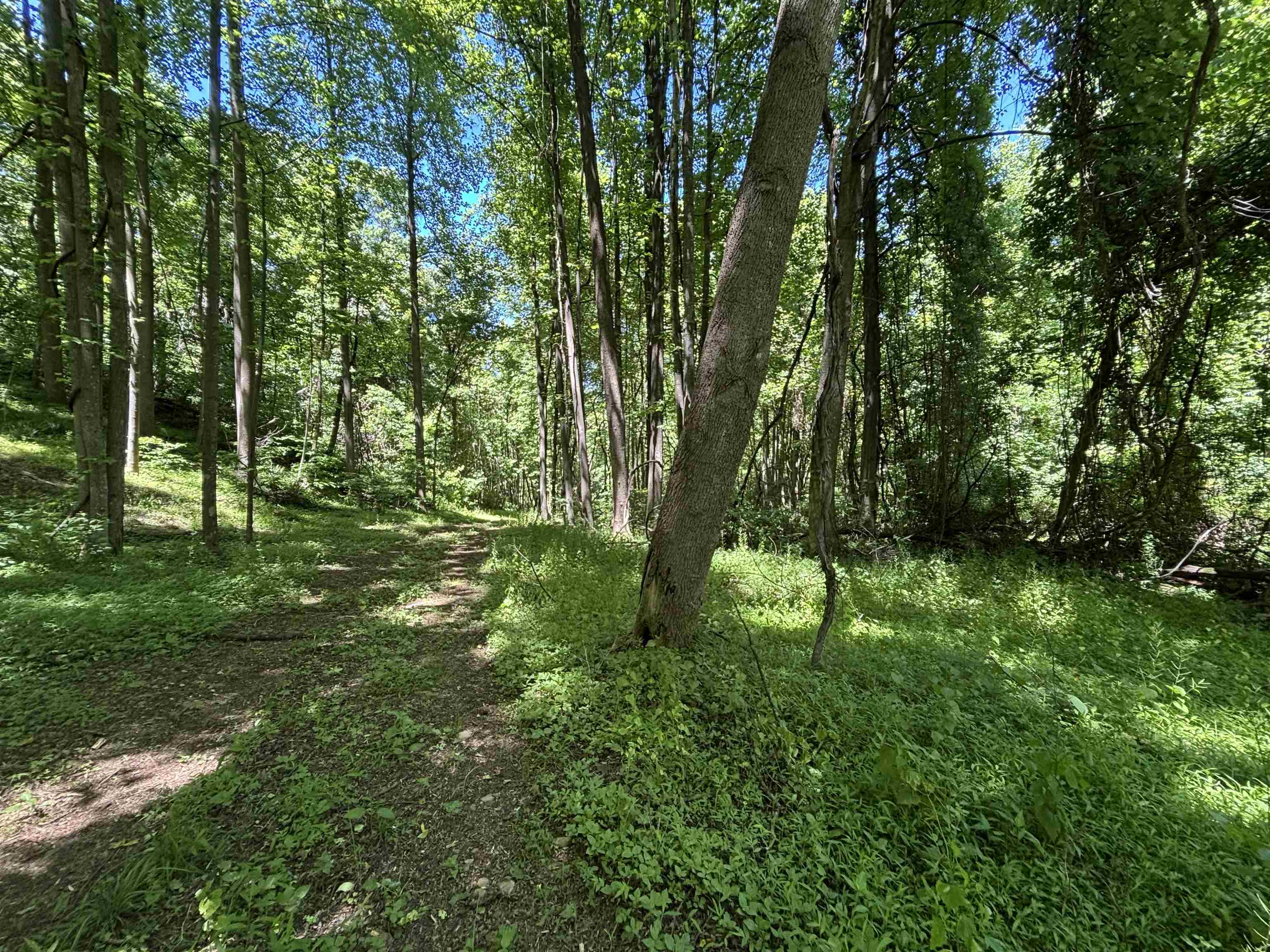 Jordan Hollow Road Stanley, VA 22851 - Photo 19 of 26 Trail around/across property