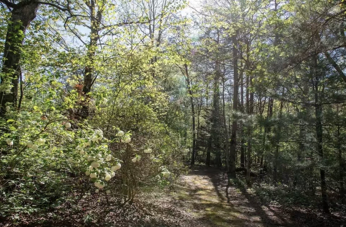 298 Eagle Lake Road Coalmont, TN 37313 - Photo 36 of 38 a view of a forest with trees in the background
