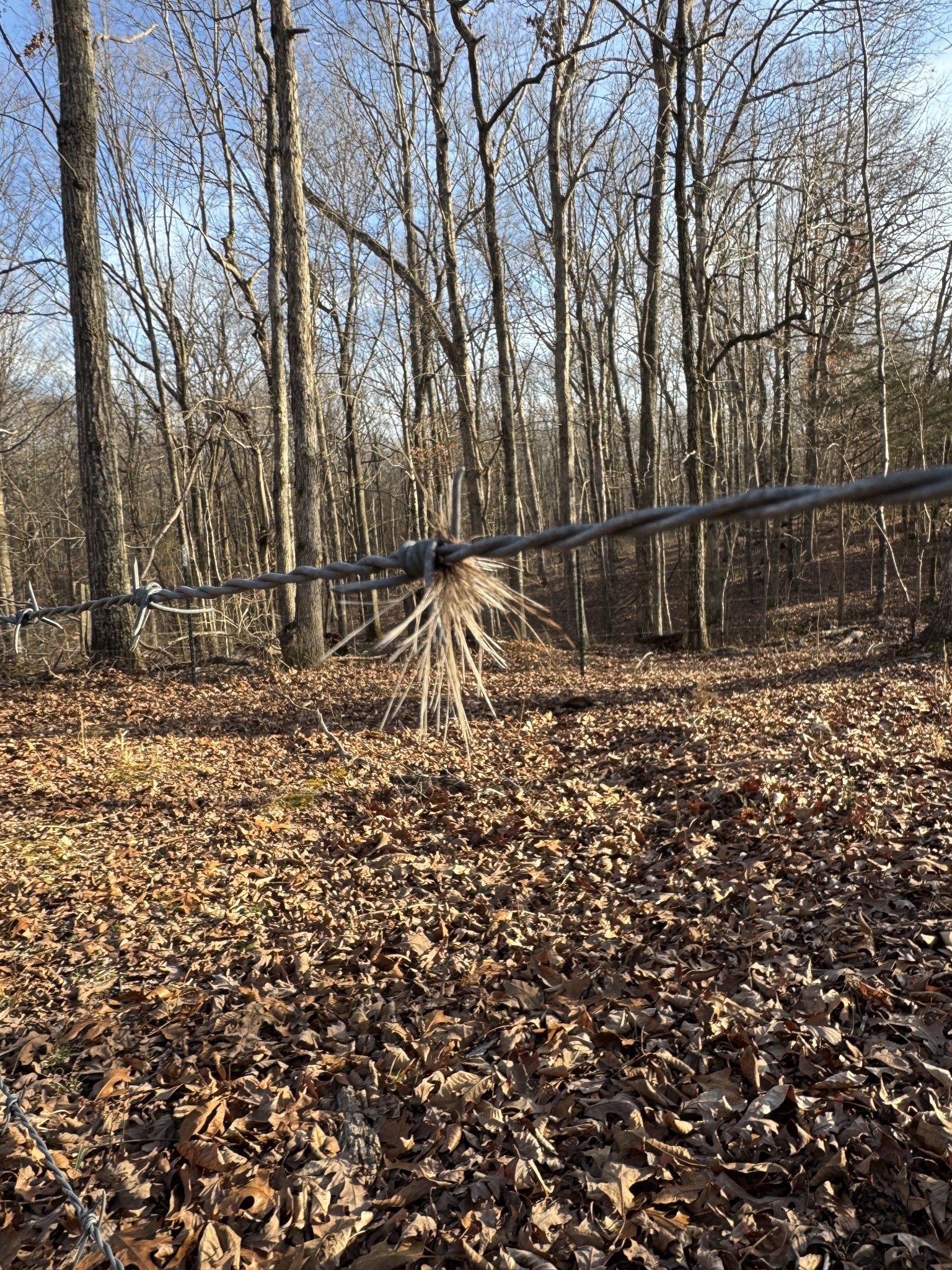 2340 Ridge Road McEwen, TN 37101 - Photo 30 of 72 a backyard of a house with lots of green space