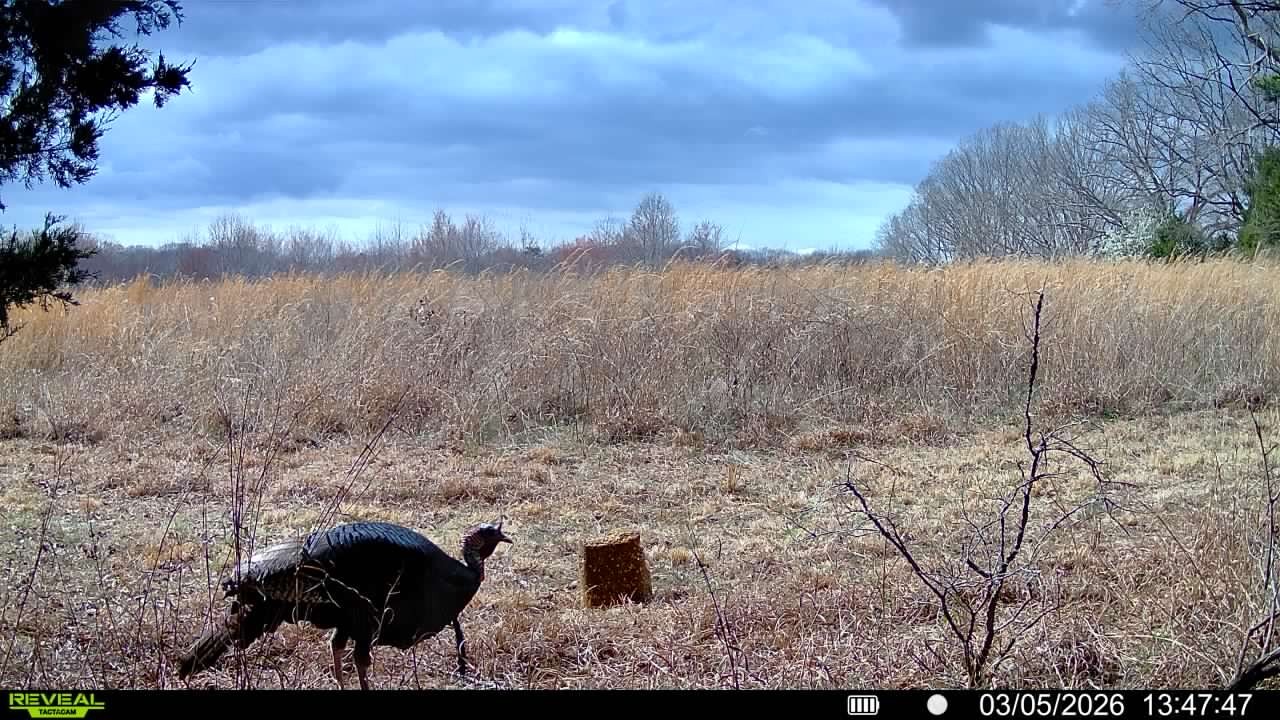 2340 Ridge Road McEwen, TN 37101 - Photo 33 of 72 a view of yard with mountain in the background