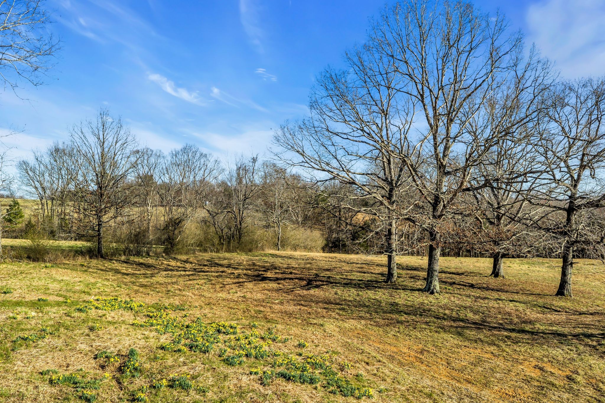 2340 Ridge Road McEwen, TN 37101 - Photo 49 of 72 a view of yard with trees