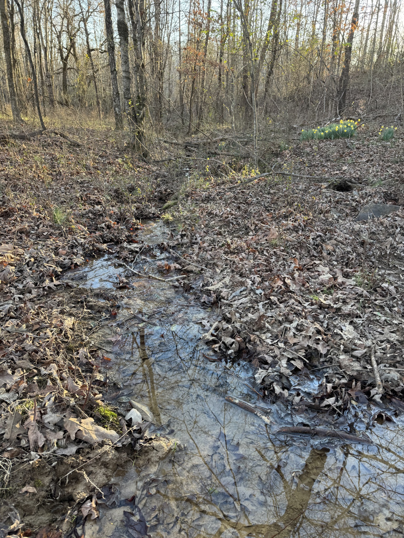 2340 Ridge Road McEwen, TN 37101 - Photo 5 of 72 a view of a yard with trees in the background