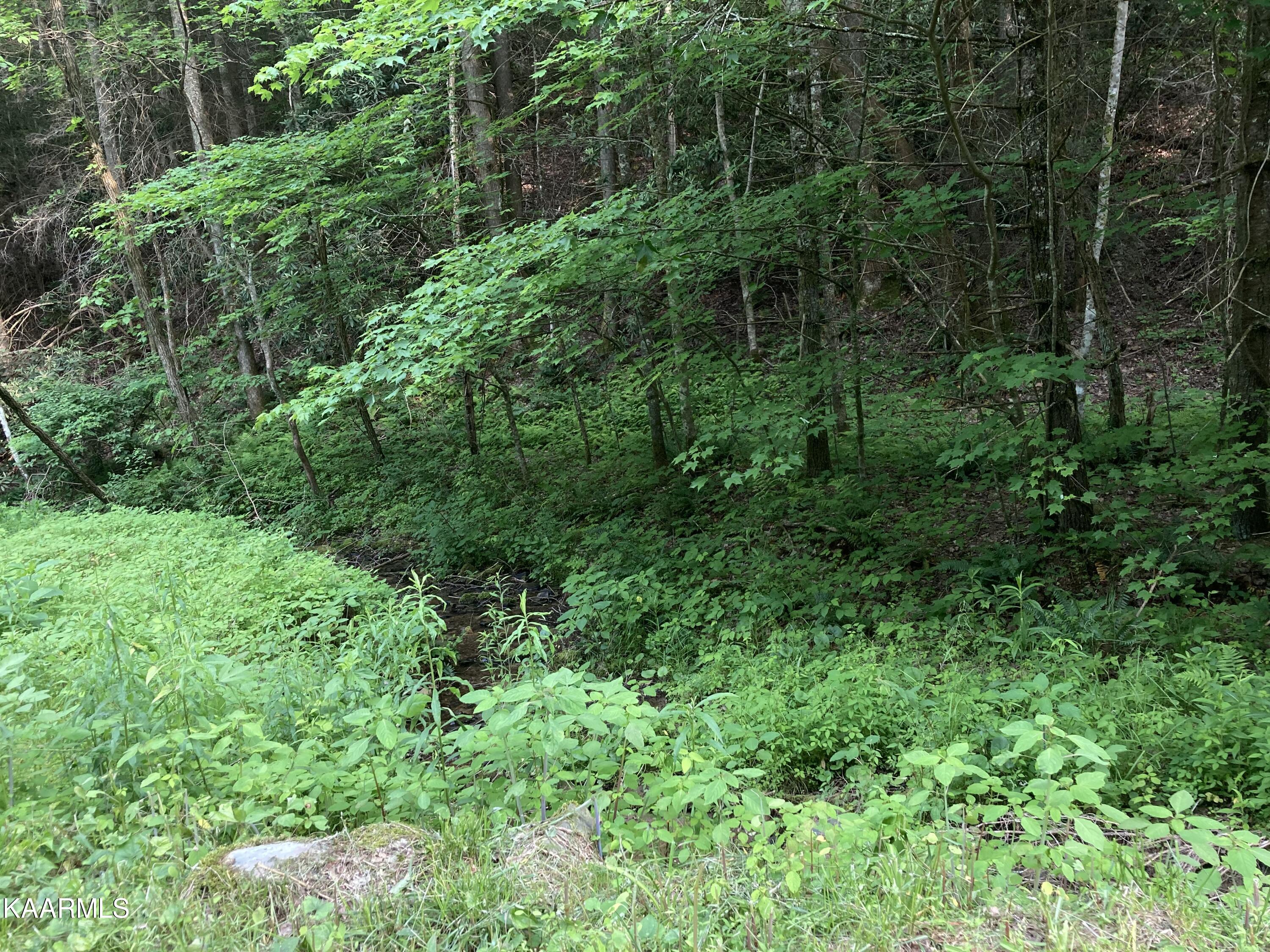 Hollow Road Del Rio, TN 37727 - Photo 1 of 3 IMG_2246