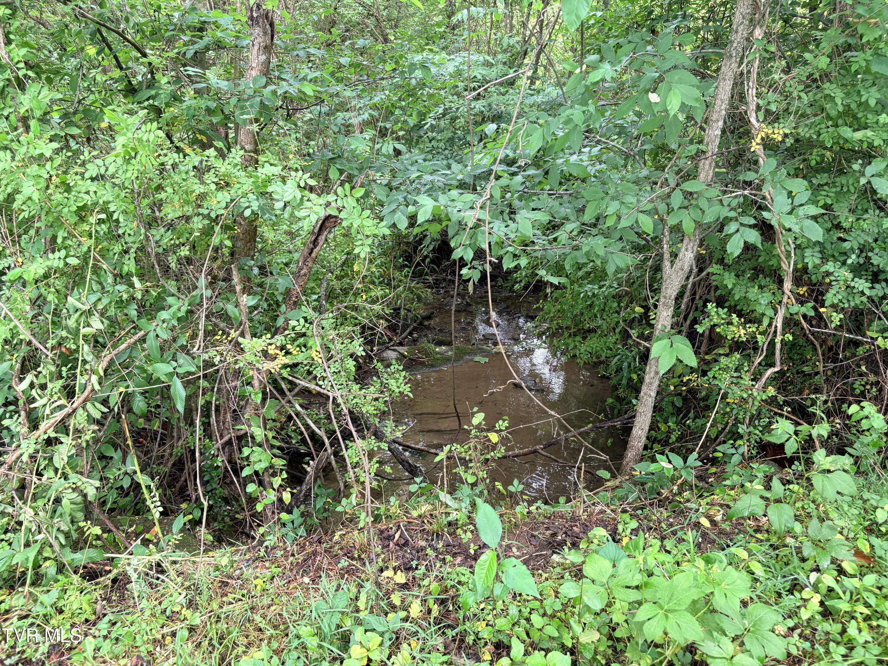 0 Shackleford Road Mosheim, TN 37818 - Photo 16 of 21 IMG_9909