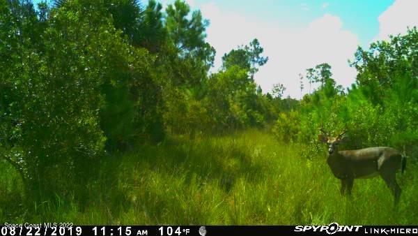 D D Johnson Mims, FL 32754 - Photo 13 of 25 IMG_4314