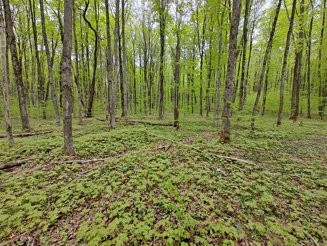 Vl Covert Road Northeast Mancelona, MI 49659 - Photo 11 of 22