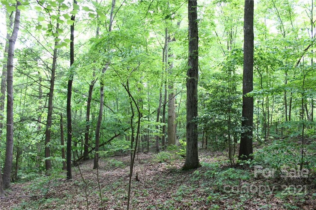 a view of a forest that has large trees