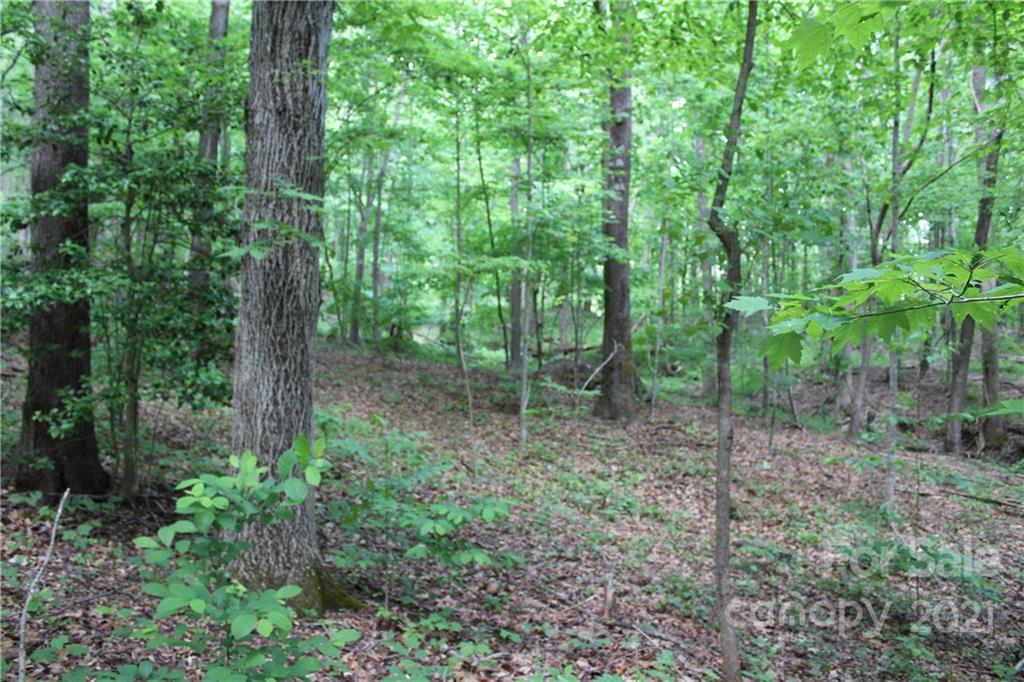 8 High Rd Court Lake Lure, NC 28746 - Photo 2 of 22 a view of a forest that has large trees