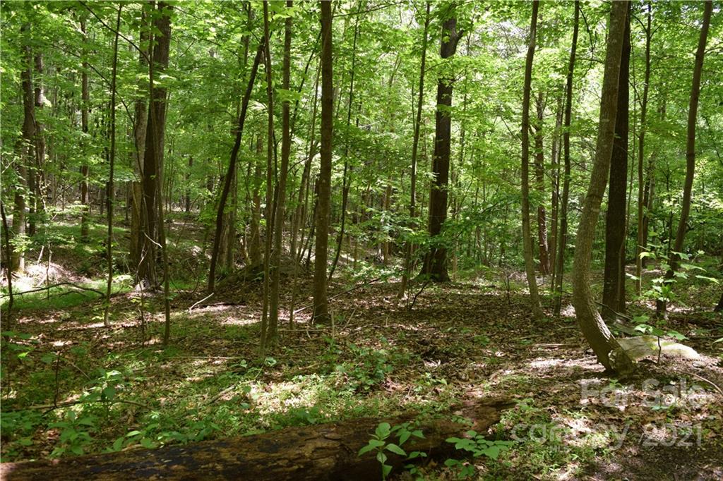8 High Rd Court Lake Lure, NC 28746 - Photo 6 of 22 a view of forest