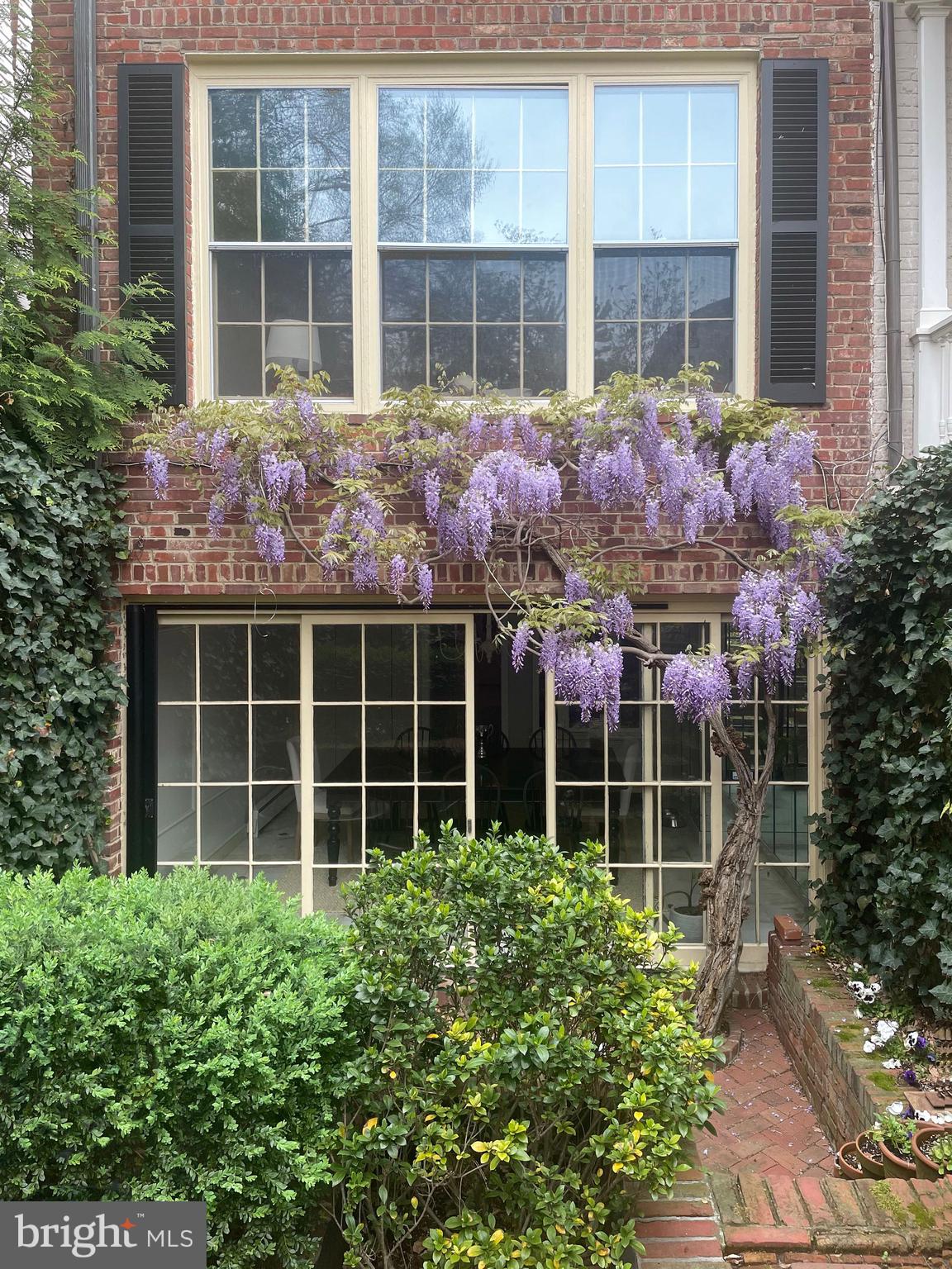 2802 N Street Northwest Washington, DC 20007 - Photo 23 of 24 Wisteria in bloom