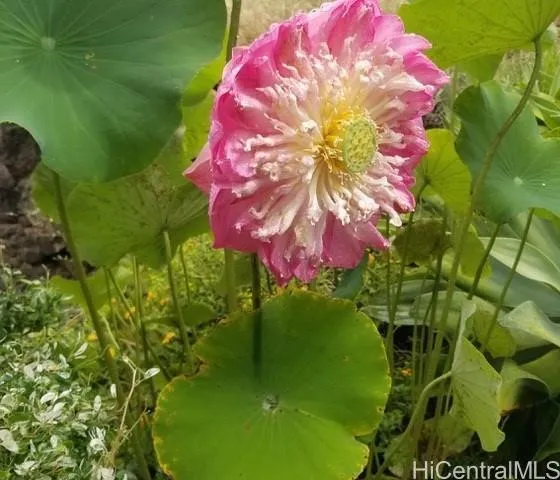 $3,500 | 1445 Mokuna Place, Honolulu, HI 96816