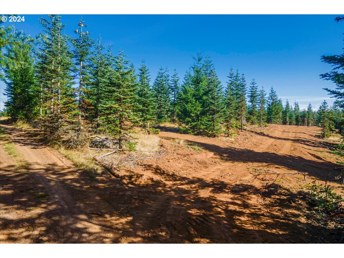Northwest Lodge Road Banks, OR 97106 - Photo 4 of 10 a view of a yard with a tree