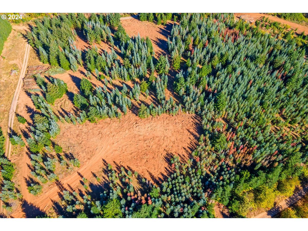 Northwest Lodge Road Banks, OR 97106 - Photo 7 of 10 a view of tree