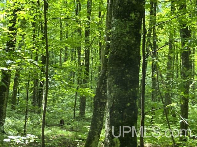40-acres New DNR Road Crystal Falls, MI 49920 - Photo 26 of 46