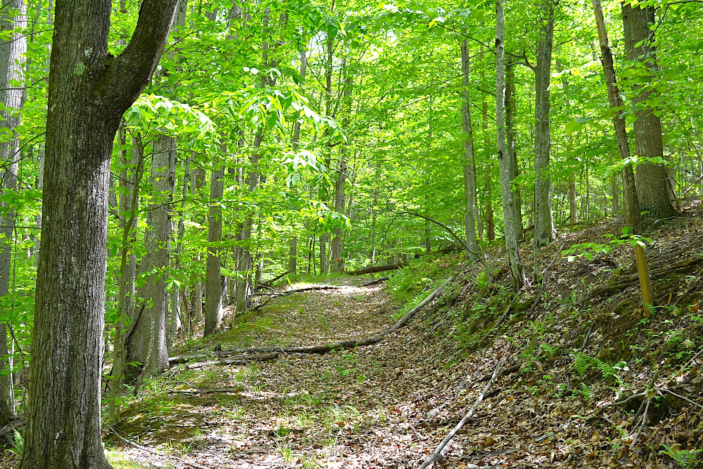 Germany Road Renick, WV 24966 - Photo 6 of 22 Gallery Image 6