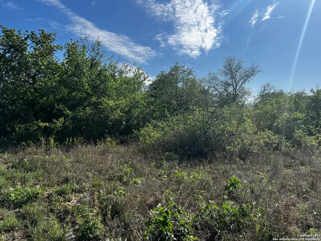 a view of a lush green forest with lots of bushes