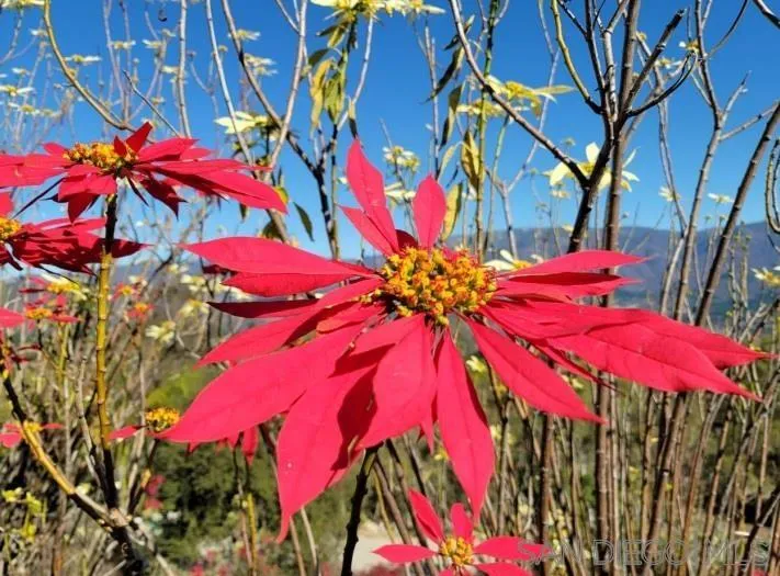 13155 McNally Road Valley Center, CA 92082 - Photo 57 of 69